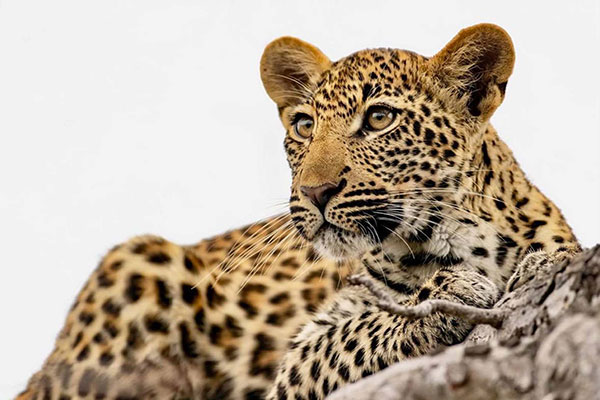 Leopard